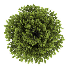 Wall Mural - top view of common hazel bush isolated on white background