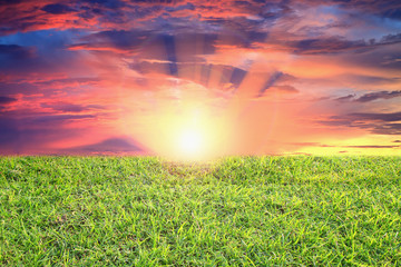 field of grass and sunset