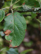 Alternaria leaf spot on diseased apple tree
