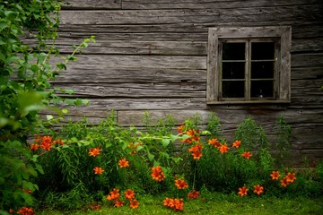 Wall Mural - Old rural wooden house