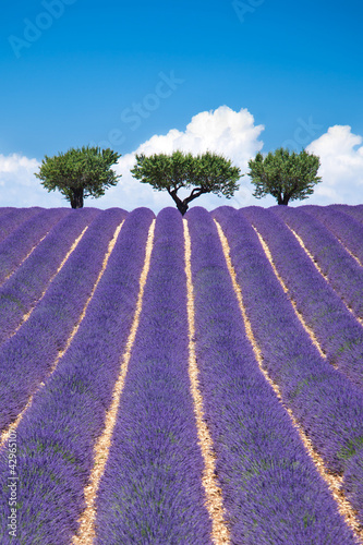 Plakat na papierze fotorealistycznym Lawendowe pole