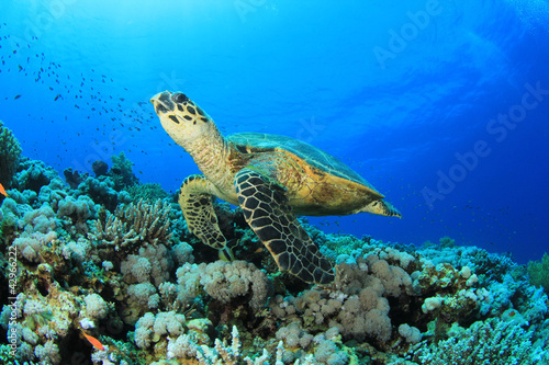 Obraz na płótnie canvas dwuczęściowy "dyptyk" Żółw hawksbill