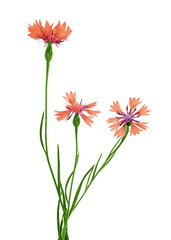 Wall Mural - thre orange flowers isolated on white