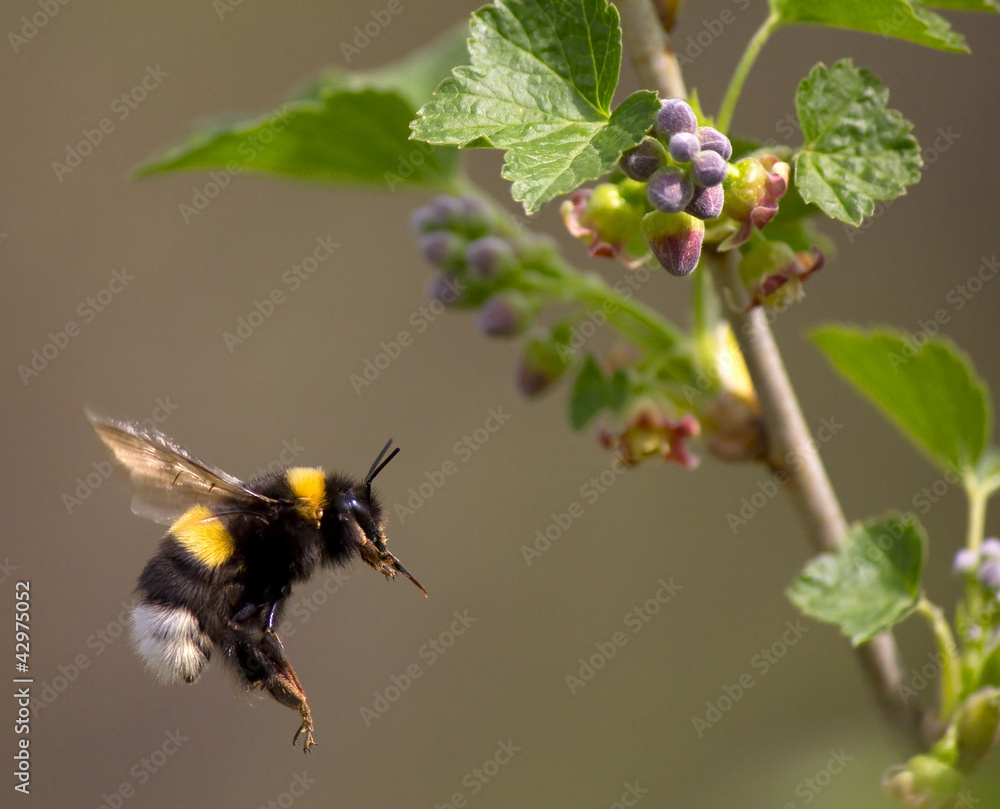bumble bee flying to flower - obrazy, fototapety, plakaty 