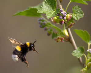 bumble bee flying to flower