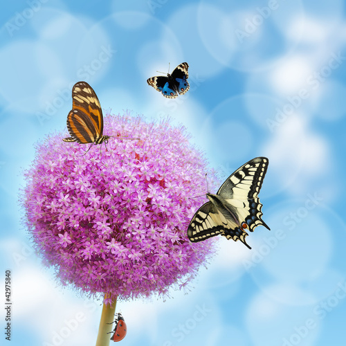 Naklejki czosnek  motyle-nad-kwiatem-czosnku