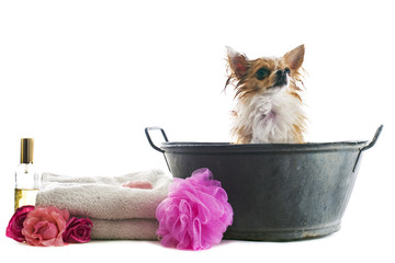 Canvas Print - bath for chihuahua