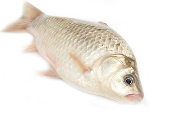 Sticker - crucian carp on white background