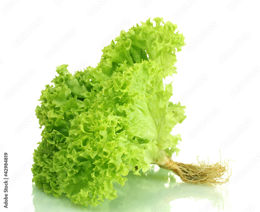 fresh lettuce isolated on white