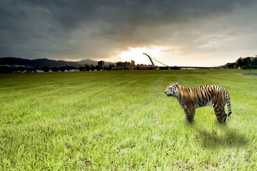 Wall Mural - Dawn with bengal tiger