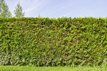 Fragment of a rural fence hedge  from evergreen plants