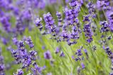 Fototapeta Kwiaty - lavender flowers