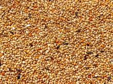 Seed Mixture Background. Pet Food For Birds. (finches)