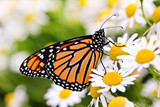 Fototapeta  - Monarch butterfly on flower