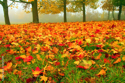 Naklejka samoprzylepna Herbstlaub