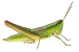 Fototapeta Storczyk - Grasshopper