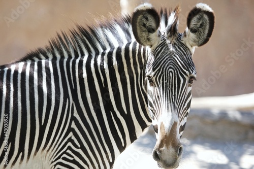 Obraz na płótnie canvas dwuczęściowy "dyptyk" Zebra z bliska
