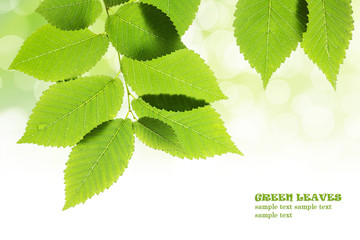 Wall Mural - Fresh green leaves with bokeh background. Natural frame