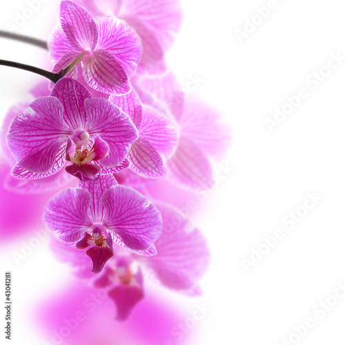 Naklejka nad blat kuchenny Różowa orchidea na białym tle