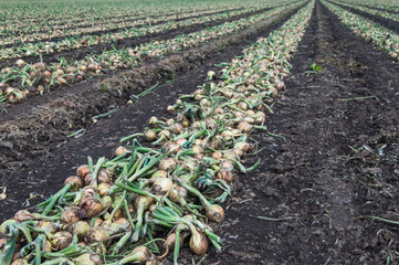 Sticker - Harvested onions drying in long rows on the field