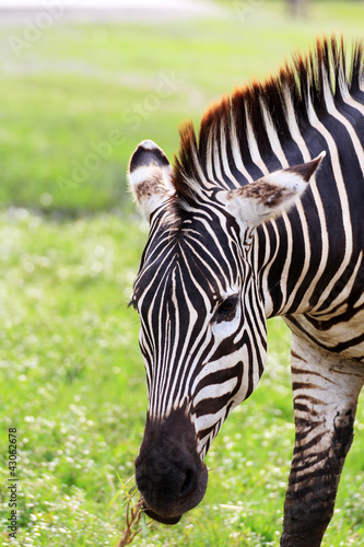Obraz na płótnie canvas Jedna zebra