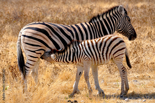 Obraz na płótnie canvas czteroczęściowy "tetraptyk" Zebra matka i dziecko