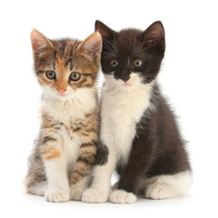 Wall Mural - Two Kitten on white