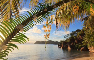 tropical beach at sunset