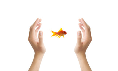 goldfish leader on white background, unique and diffrent busines