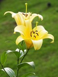yellow lilly folwer