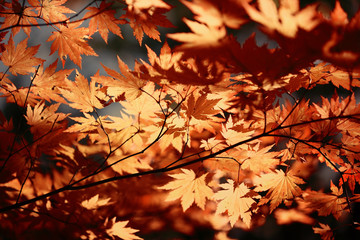 Wall Mural - autumn maple leaves