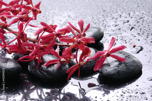 Fototapeta na wymiar Still life –blossom with zen stone