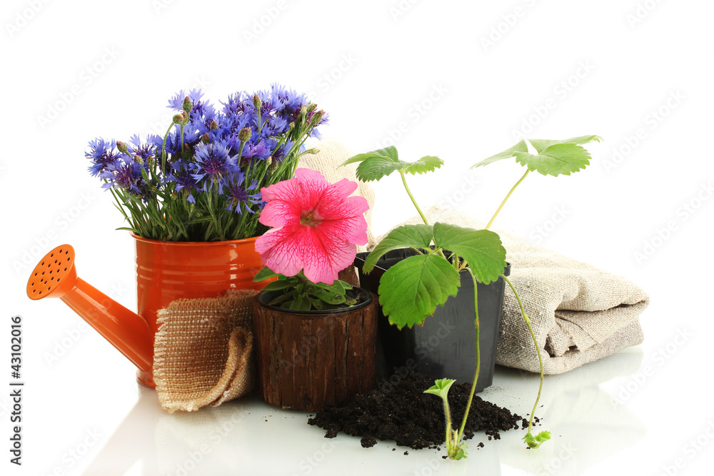 watering can and plants in flowerpot isolated on white