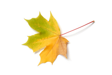 Wall Mural - leaf