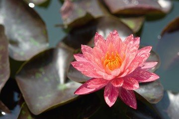 Water lily or lotus flower