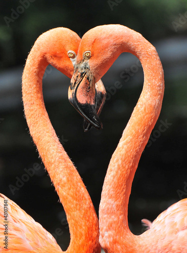 Naklejka na kafelki Flamingos