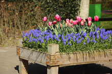Flowerbed Of Pink Tulips And Grape Hyacinths Muscari.