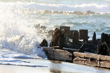 Poster - Ecume en bord de mer