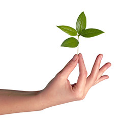 Wall Mural - Woman with sapling in hand