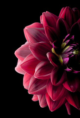 Wall Mural - dahlia