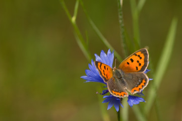 Canvas Print - Lycaena phlaeas