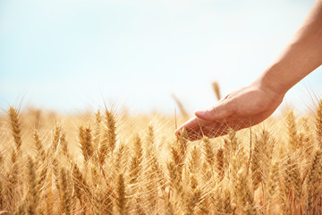 Hand in wheat field