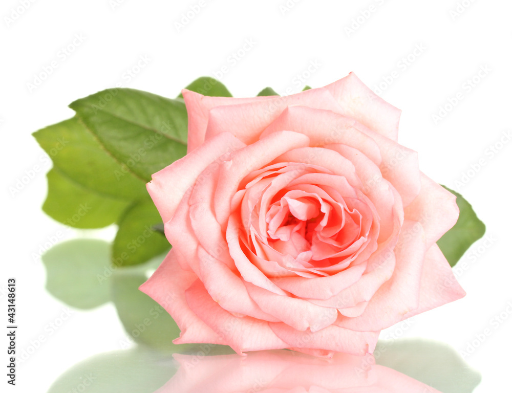 Pink rose isolated on white.