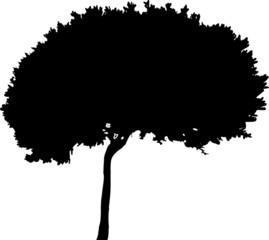 Wall Mural - smallisolated broad-leaved tree silhouette