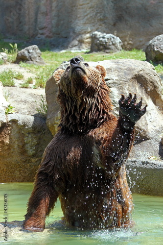 Plakat na papierze fotorealistycznym Niedźwiedź brunatny (ursus arctos)