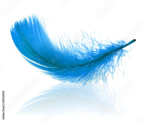 Obraz w ramie Blue plume with reflection