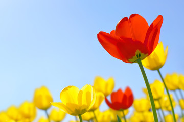 Wall Mural - Tulips red and yellow against the blue sky