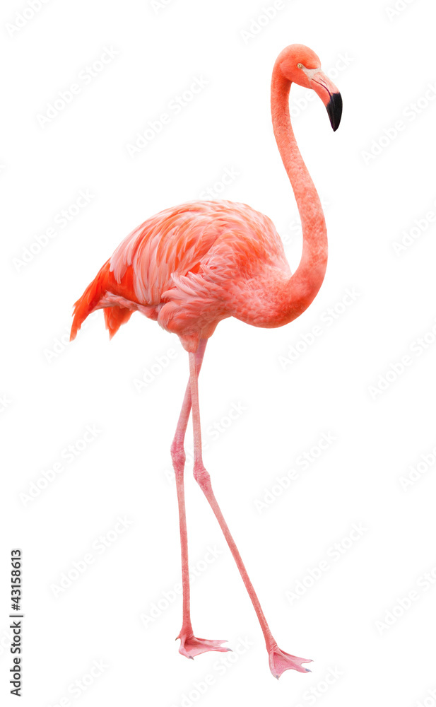 Bird flamingo walking on a white background - obrazy, fototapety, plakaty 