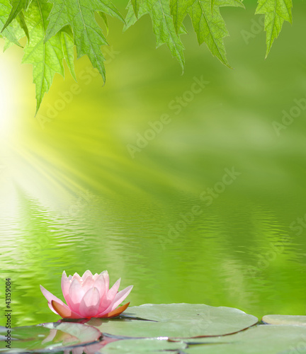 Naklejka na kafelki lotus on the water