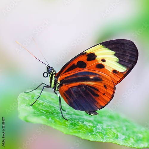 Tapeta ścienna Motyl